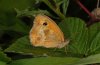 Maniola tithonus: Female (Upper Rhine, Germany) [N]