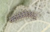 Melitaea trivia: Larva (e.o. Northern Greece 2006) [S]