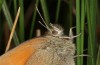 Coenonympha tullia: Adult (S-Germany, Seeg)