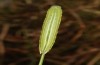 Coenonympha tullia: Raupe