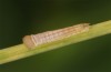 Coenonympha tullia: Raupe im ersten Stadium