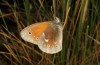 Coenonympha tullia: Male