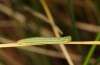 Coenonympha tullia: Young larva