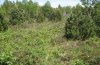 Coenonympha tullia: Butterfly Habitat [N]