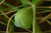 Coenonympha tullia: Pupa (Photo Mario Peluso) [S]