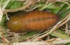 Erebia tyndarus: Pupa [S]