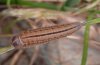 Erebia tyndarus: Raupe eben im letzten Stadium [S]