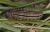 Erebia tyndarus: Larva, just in last instar [S]