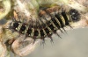 Vanessa virginiensis: Larva in last instar (e.l. Tenerife 2012) [S]