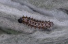 Vanessa virginiensis: L3-larva (Tenerife, La Matanza, late March 2012) [M]