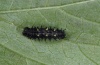 Vanessa vulcanica: Young larva (Madeira, Ribeira da Janela, March 2013) [S]