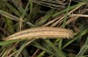 Hipparchia wyssii: Larva taxon tamadabae (e.l. rearing, Gran Canaria, Mirador de Tasartico, larvae in December 2016) [S]