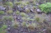 Hipparchia wyssii: Larvalhabitat Taxon tamadabae (Gran Canaria, Mirador de Tasartico, Dezember 2016) [N]