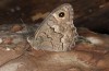 Hipparchia wyssii: Männchen Taxon tamadabae (e.l. Gran Canaria, Mirador de Tasartico, Raupen im Dezember 2016) [S]