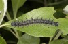 Nymphalis xanthomelas: Larva (N-Germany, Wolfsburg, late May 2020) [N]