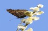 Nymphalis xanthomelas: Adult on Salix caprea in some meters above ground (N-Germany, Wolfsburg, 19. March 2022) [N]