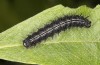 Nymphalis xanthomelas: Half-grown larva (N-Germany, Wolfsburg, late May 2020) [N]