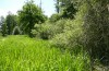 Nymphalis xanthomelas: Larval habitat (N-Germany, Wolfsburg, late May 2020) [N]