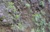 Pararge xiphia: Larval- und Puppenhabitat an einem Steilhang im Lorbeerwald mit Festuca donax (Madeira, März 2013) [N]