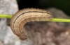 Erebia zapateri: Raupe (e.o. Teruel 2013/2014) [S]