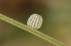 Erebia zapateri: Egg (Spain, Sierra de Albarracin, late August 2013) [S]