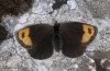 Erebia zapateri: Weibchen (e.o. Teruel 2013/2014) [S]