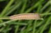 Erebia zapateri: Half-grown larva (e.o. Teruel 2013/2014) [S]