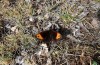 Erebia zapateri: Male (Sierra de Albarracin, Spain, late August 2013) [N]