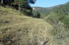 Erebia zapateri: Dicht besiedeltes Habitat am Rande eines Kiefernwaldes auf Kalk (Sierra de Albarracin, Ende August 2013) [N]