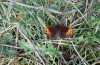 Erebia zapateri: Male (Sierra de Albarracin, Spain, late August 2013) [N]