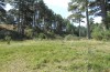 Erebia zapateri: Habitat on the edge of a limestone pine woodland (Sierra de Albarracin, late August 2013) [N]