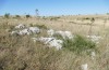 Prionotropis appula: Habitat (S-Italien, Apulien, Bari, Alta Murgia, Ende Juni 2024) [N]