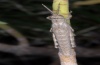 Acrostira bellamyi: Young larva (La Gomera, Valle Hermosa, February 2013) [N]