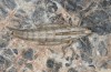 Eumigus cucullatus: Weibchen (Andalusien, 10 km ESE Motril, Ende März 2019) [N]