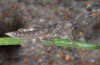 Purpuraria erna: Larva (Fuerteventura, Cofete, February 2011) [N]