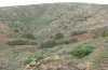 Purpuraria erna: Habitat bei Betancuria (Fuerteventura) [N]