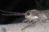 Acrostira euphorbiae: Female, head lateral (La Palma, above El Remo, December 2012) [N]