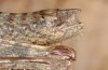 Orchamus gracilis: Männchen (Zypern, Paphos forest, Ende Februar 2017) [M]