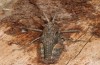 Orchamus gracilis: Männchen (e.l. Zypern, Paphos forest, Larve Ende Februar 2017) [S]