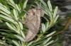 Acinipe hesperica: Weibliche Larvae (Hügel NW Malaga, Ende März 2019) [M]