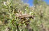 Acinipe hesperica: Weibliche Larvae (Hügel NW Malaga, Ende März 2019) [N]