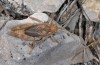 Prionotropis hystrix: Männchen (ssp. azami, Provence, Ste. Victoire, Col des Portes, Ende Mai 2015) [N]