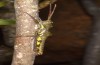 Purpuraria magna: Männchen (Lanzarote, Haria, Valle de Malpaso, Ende Januar 2020) [N]