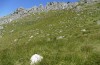 Pamphagus marmoratus: Habitat (NW-Sizilien, Umgebung San Vito lo Capo, Ende April 2023) [N]