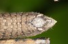 Eumigus monticola: Männchen (e.l. Granada, Sierra de Huetor, Larve Ende März 2019) [S]