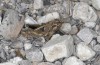 Ocneridia nigropunctata: Männchen (Sizilien, Südküste, SW Butera, Ende April 2023) [N]