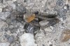 Ocneridia nigropunctata: Männchen (Sizilien, Südküste, SW Butera, Ende April 2023) [N]
