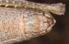Glyphanus obtusus: Parnaß (Mittelgriechenland, Arachova, 1100m, Juni 2019) [S]