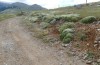 Glyphanus obtusus: Mt. Parnassos (Central Greece, above Arachova, June 2019) [N]