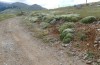 Glyphanus obtusus: Parnaß (Mittelgriechenland, Arachova, 1100m, Juni 2019) [N]